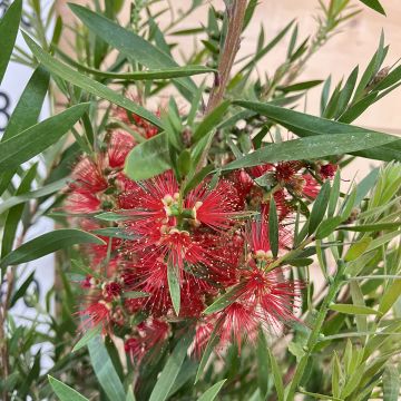 Callistemon viminalis Hannah Ray - Pianta scovolino