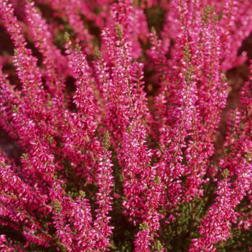 Calluna vulgaris Bonita - Brugo