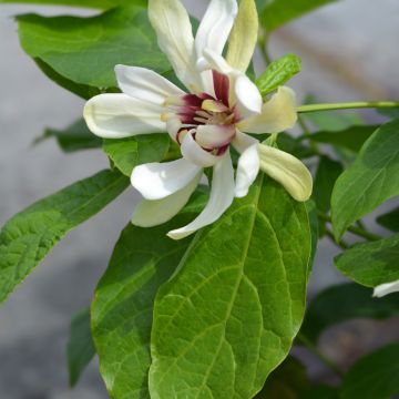 Calycanthus raulstonii Venus - Calicanto Calycanthus raulstonii Venus - Calicanto