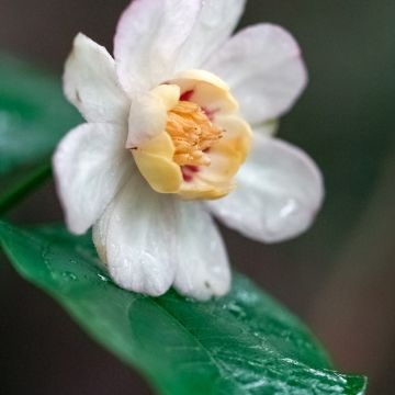 Calycanthus chinensis - Calicanto cinese