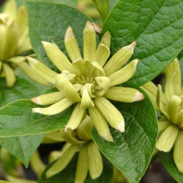 Calycanthus floridus Athens - Calicanto d'Estate