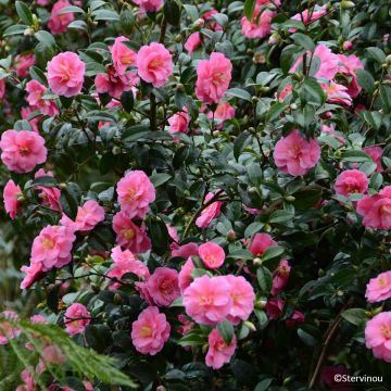 Camellia reticulata Inspiration Camellia reticulata Inspiration
