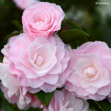 Camellia williamsii Mimosa Jury Camellia williamsii Mimosa Jury