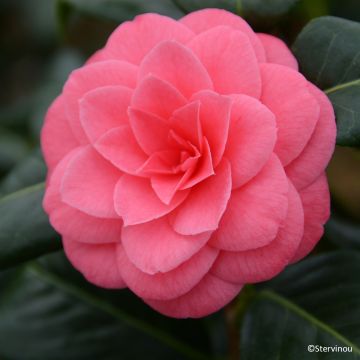 Camellia japonica Tada Meibi Camellia japonica Tada Meibi