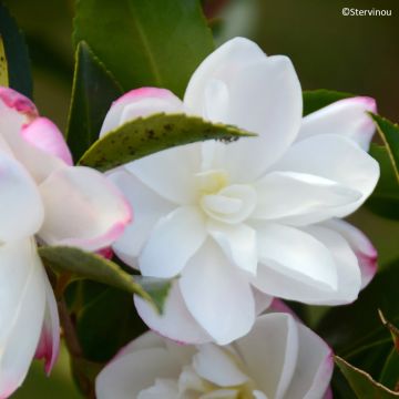Camellia sasanqua Blush Camellia sasanqua Blush