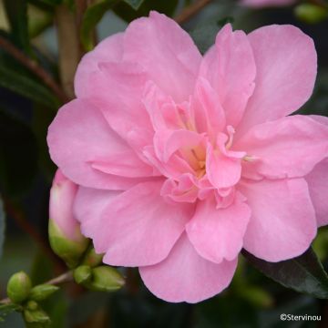 Camellia hiemalis Elfin rose Camellia hiemalis Elfin rose