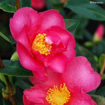 Camellia sasanqua Hiryu Camellia sasanqua Hiryu