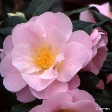 Camellia Nicky Crisp Camellia Nicky Crisp