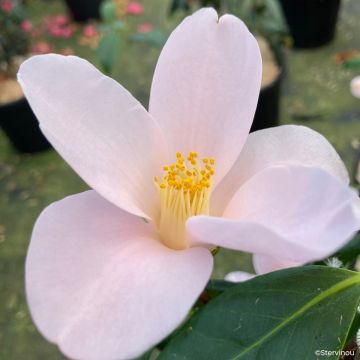 Camellia sasanqua Île Vierge