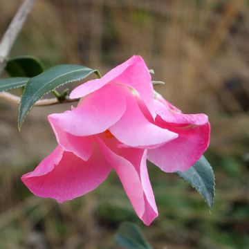 Camellia williamsii Tulip Time