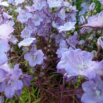 Campanula persicifolia Hidcote Amethyst - Campanula con foglie di pesco