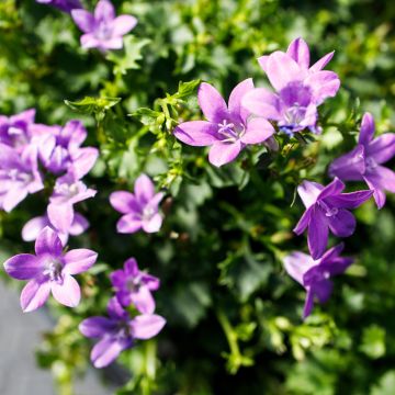 Campanula poscharskyana Ambella Intense Purple - Campanula serba