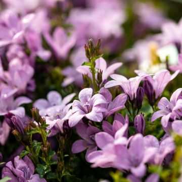 Campanula poscharskyana Ambella Pink - Campanula serba