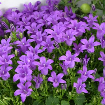Campanula poscharskyana Ambella Purple Planet - Campanula serba