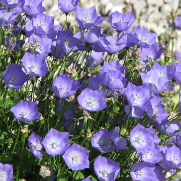 Campanula carpatica Molly Pinsent - Campanula dei Carpazi
