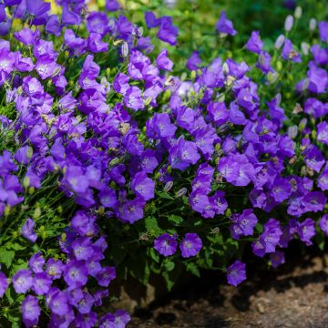 Campanula carpatica Mini Marvels Midnight - Campanula dei Carpazi