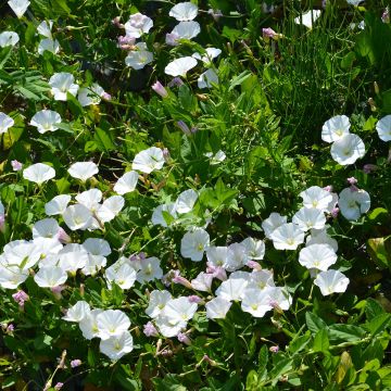 Campanule carpatica Clips bleue - Campanule des Carpates en pot de 2/3 L