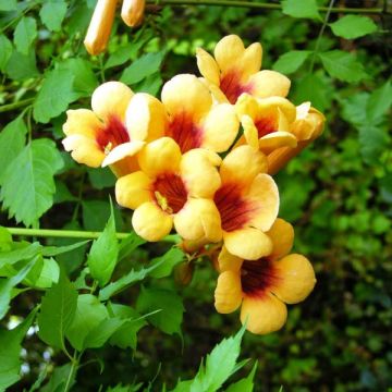 Campsis radicans Judy - Bignonia