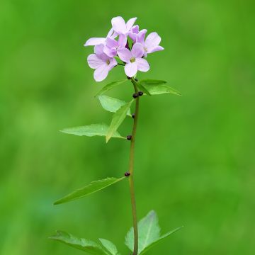 Cardamine bulbifera - Dentaria minore Cardamine bulbifera - Dentaria minore