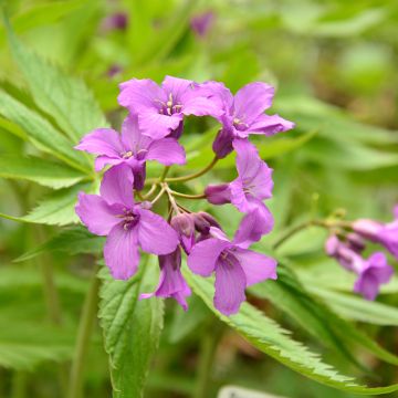 Cardamine pentaphyllos - Dentaria a cinque foglie