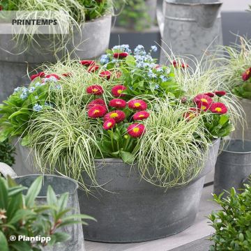 Carex oshimensis EverColor Everlite - Carice giapponese