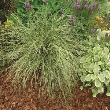 Carex comans Amazon Mist