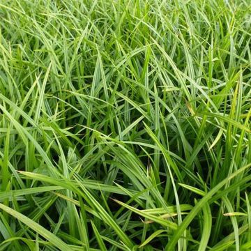 Carex morrowii subsp. foliosissima Irish Green - Carice