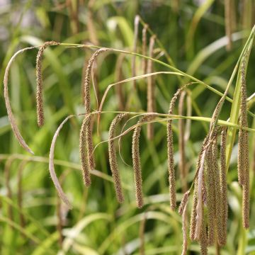 Carex pendula - Carice maggiore Carex pendula - Carice maggiore
