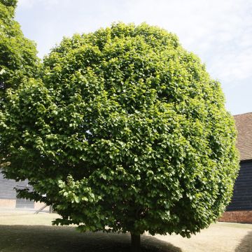 Carpinus betulus Columnaris - Carpino bianco