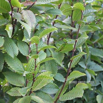 Carpinus betulus Lucas - Carpino bianco