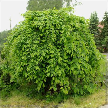 Carpinus betulus Pendula - Carpino bianco