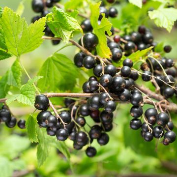 Ribes nero Delbard Robusta delindmoi