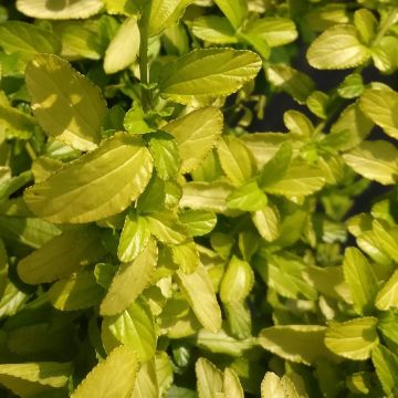 Ceanothus thyrsiflorus California Love African Queen