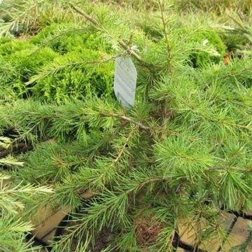 Cedrus deodara Golden Horizon - Cedro dell'Himalaya