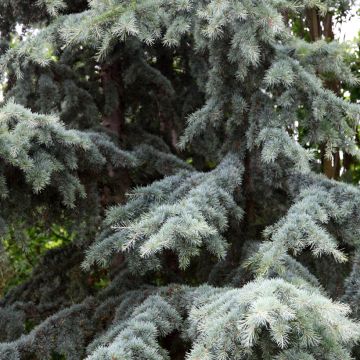  Cedrus deodara Karl Fuchs - Cedro dell'Himalaya