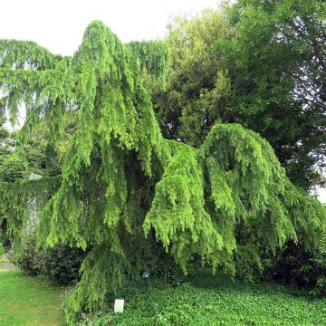 Cedrus deodara Pendula - Cedro dell'Himalaya