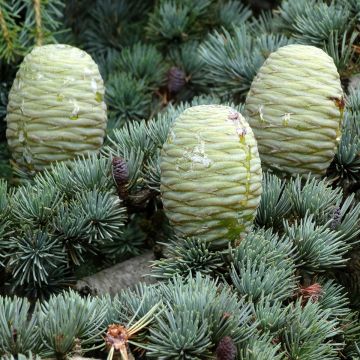 Cedrus deodara (semi) - Cedro dell'Himalaya