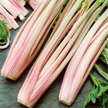 Sedano Peppermint Stick