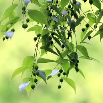 Celtis australis (semi) - Bagolaro