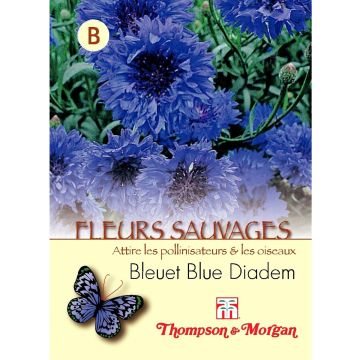 Centaurea cyanus Blue Diadem - Fiordaliso vero