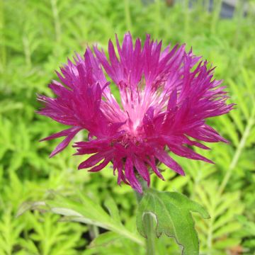 Centaurea dealbata Stenbeergii - Fiordaliso