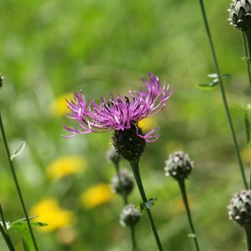 Centaurea scabiosa - Fiordaliso vedovino