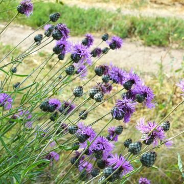 Centaurea scabiosa - Fiordaliso vedovino