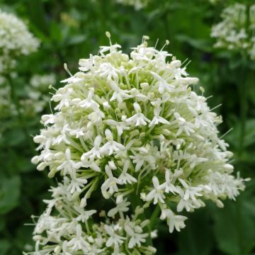 Centranthus ruber Albus - Valeriana bianca