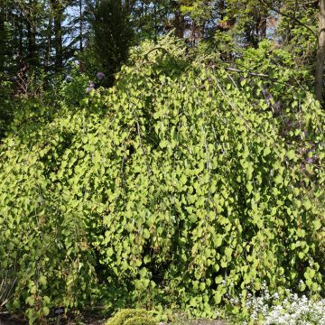 Cercidiphyllum japonicum Amazing Grace - Albero del caramello