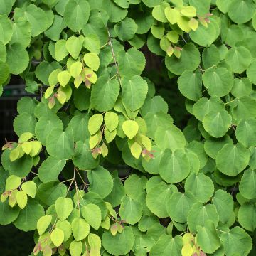 Cercidiphyllum japonicum (semi) - Albero del caramello