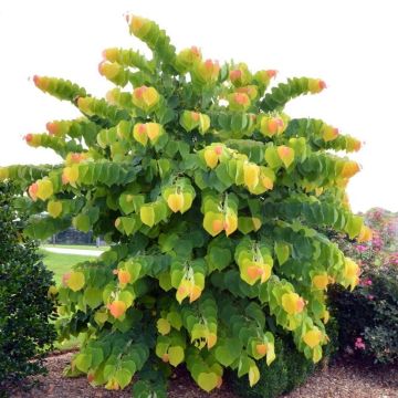 Cercis canadensis The Rising Sun - Albero di Giuda