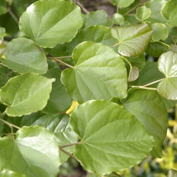 Cercis canadensis var. texensis Oklahoma - Albero di Giuda