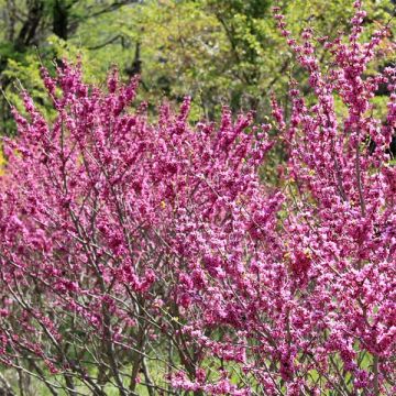 Cercis chinensis Avondale - Albero di Giuda cinese