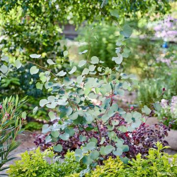 Cercis griffithii Blue Lagoon - Albero di Giuda